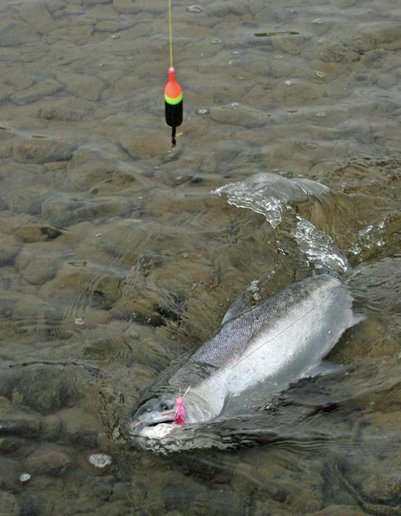 Bobber & Jig Fishing For Silver Salmon - Becharof Lodge On The Egegik River