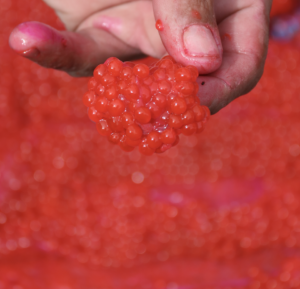 Curing Salmon Eggs