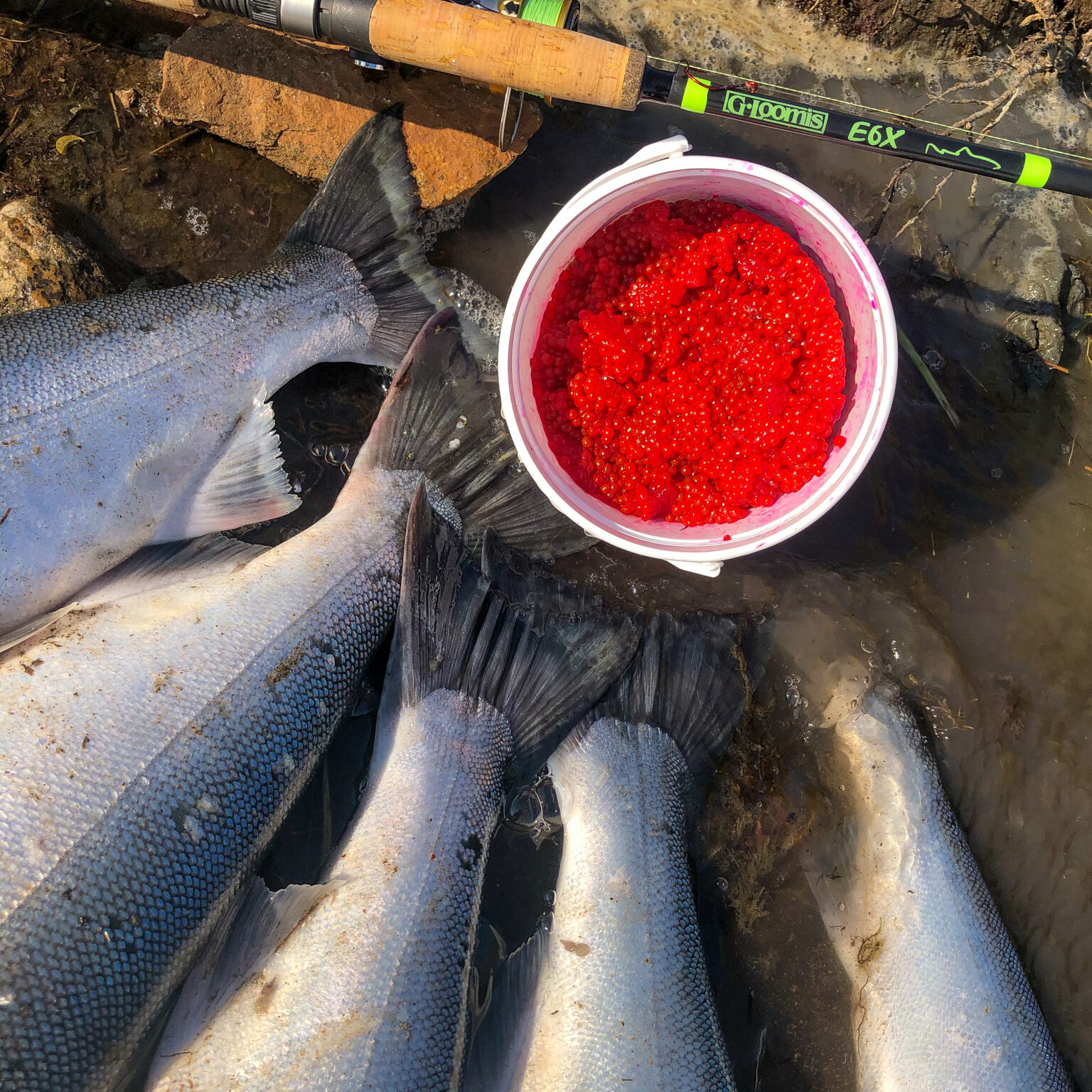 curing-salmon-eggs-becharof-lodge-on-the-egegik-river