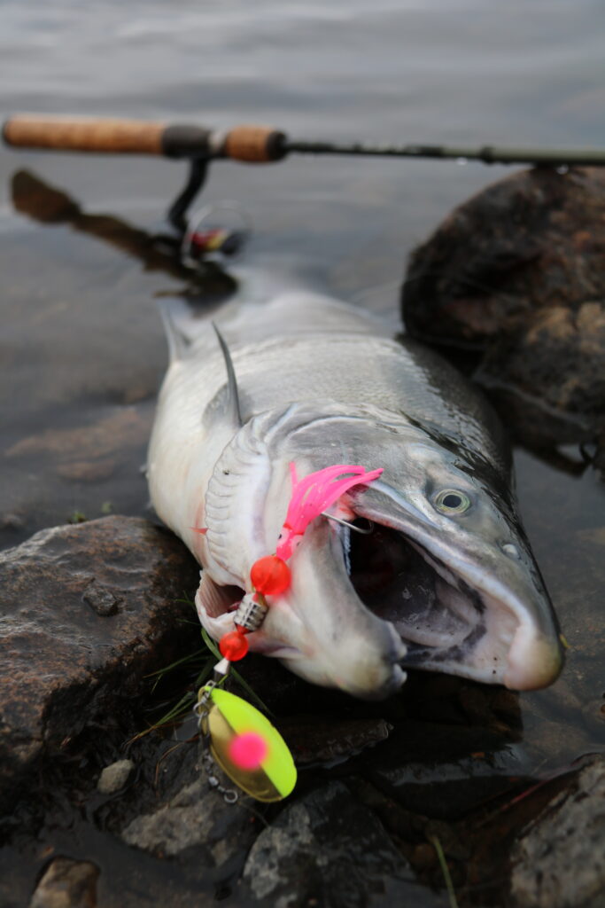 Coho: The New King Of Salmon In Alaska - Becharof Lodge On The Egegik River