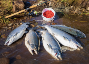 Red Sockeye Salmon Caught on a Fishing Lure in Alaskan River Stock