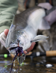 Bead Fishing For Silver Salmon In Alaska - Becharof Lodge On The Egegik  River