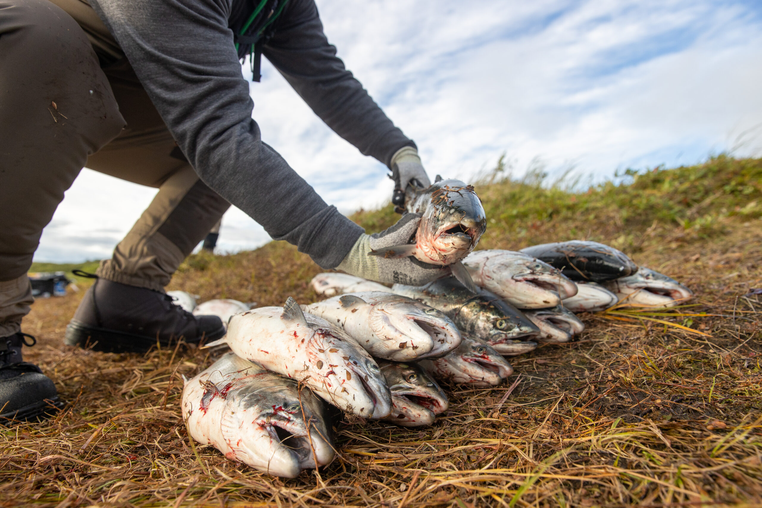 Single Issues - Salmon Trout Steelheader Magazine