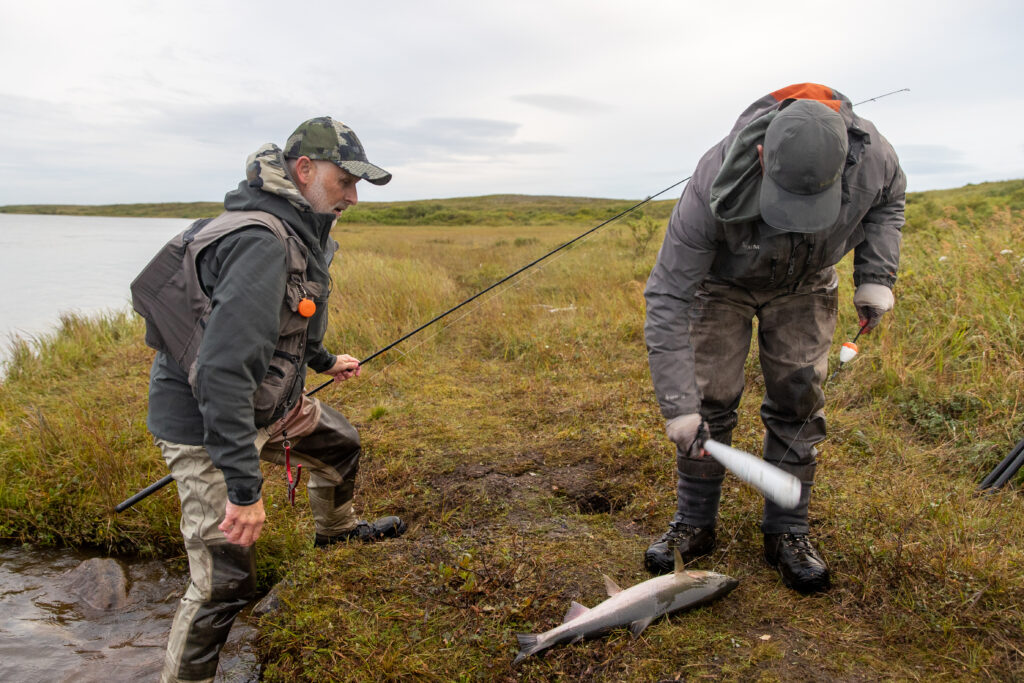 Coho: The New King Of Salmon In Alaska - Becharof Lodge On The Egegik River