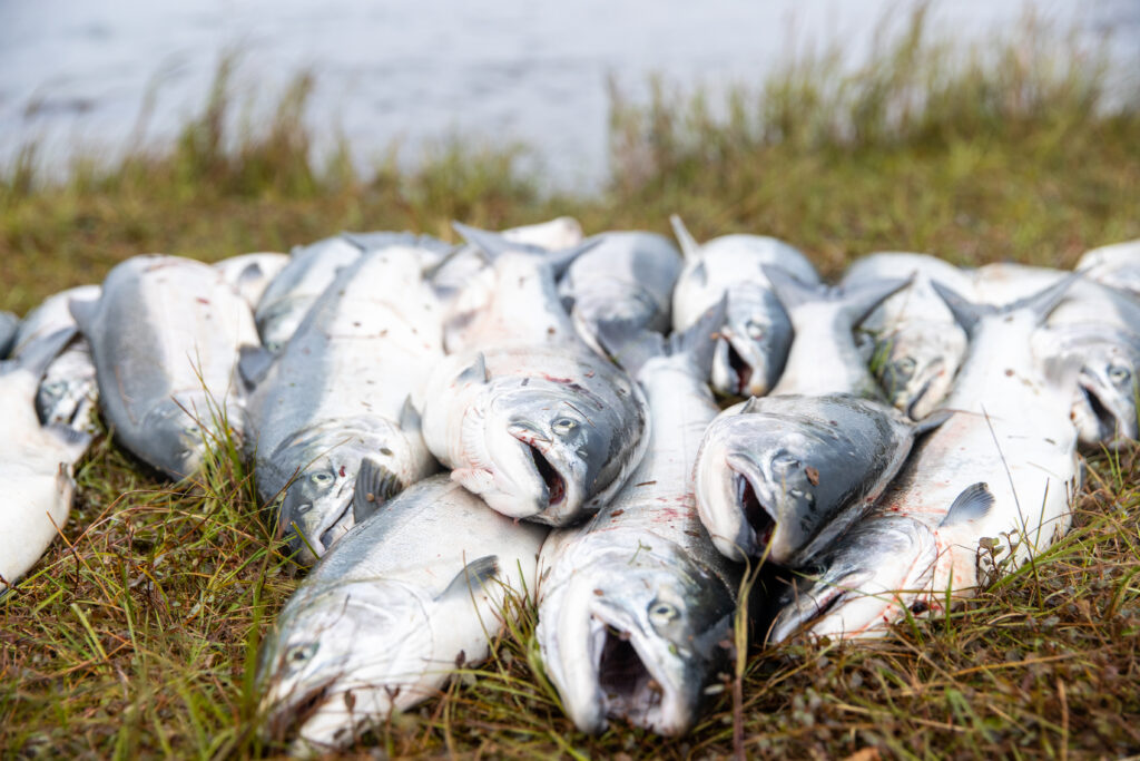 Curing Salmon Eggs - Becharof Lodge On The Egegik River